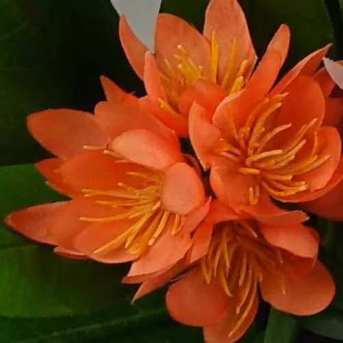 Leaf Orange Artificial Freesia Flowering Houseplant in a Potted Tabletop Design – 2