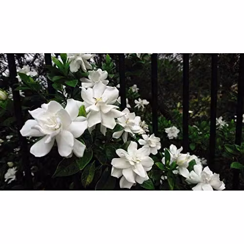 Thompson & Morgan Gardenia Crown Jewels Cape Jasmine Evergreen Hardy Shrub with Fragrant White Double Blooms, 1x 9cm Potted Plant – 4