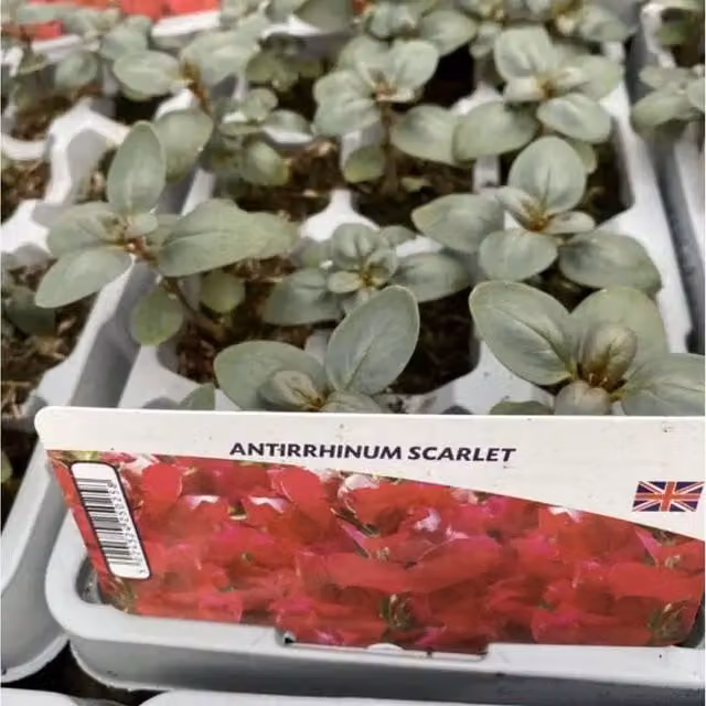 Plants By Post Antirrhinum Scarlet Bedding Plants, 24 Plants, Red