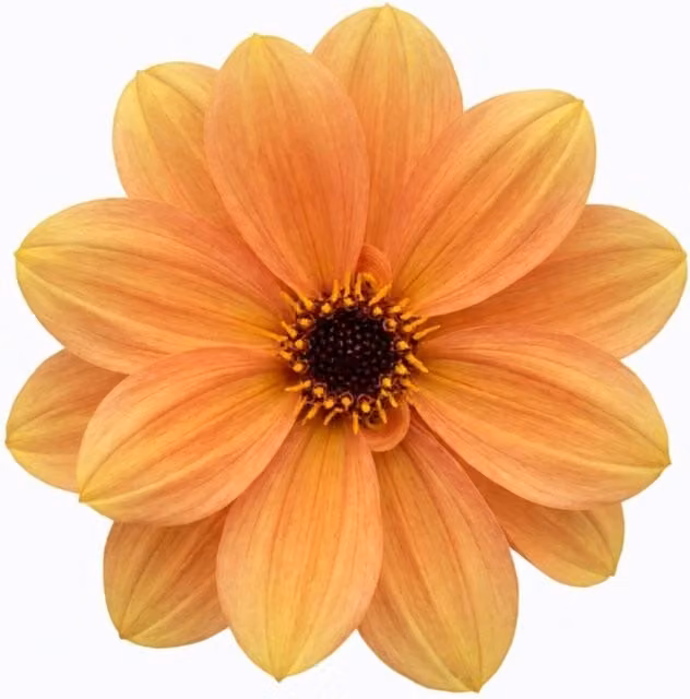 Plants by Post Orange Dahlia Dahlegria Sunrise Perennial Outdoor Plant 3L