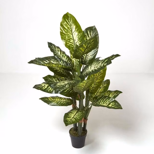 Homescapes Green Dieffenbachia Dumb Cane Potted Plant, Height: 150 cm