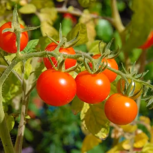 Thompson & Morgan Gardener's Delight Cherry Tomato Seeds, Red Cordon Variety, 1x Seed Packet – 3