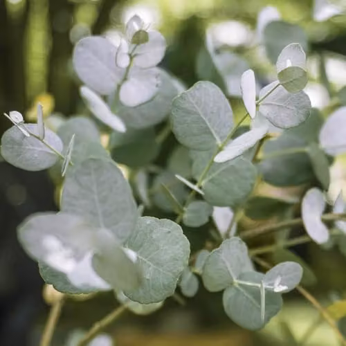 YouGarden Eucalyptus Gunnii Standard Outdoor Ornamental Tree, Height: 60-100 cm, 2L Pot – 2