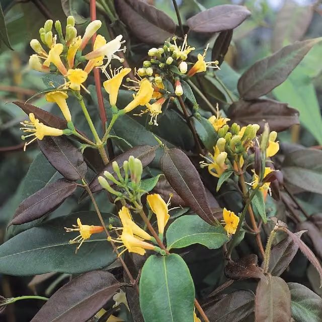 Plants By Post Lonicera Henryi Copper Beauty Climbing Ornamental Garden Plant in Orange and Yellow