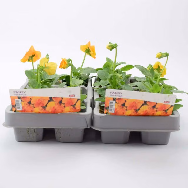 Plants By Post Orange Pansy Bedding Plants, 12 Garden Ready Plants in Recyclable Trays