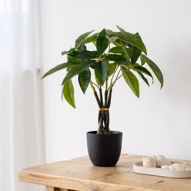 Scottish Everlastings Ltd Real Touch Fortune Tree in Green and Black, Height: 45 cm – 1