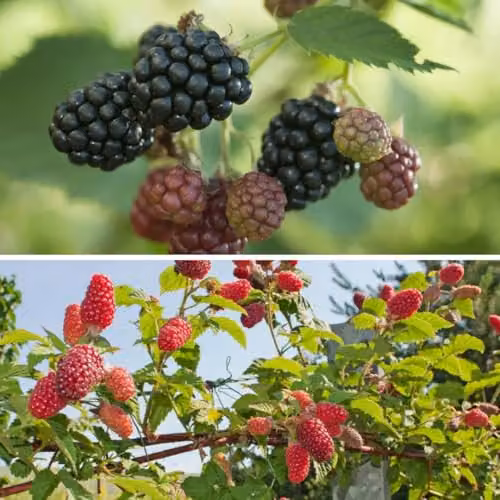 Thompson and Morgan BlackBerry Duo Fruit Bush with Tayberry and Thornfree Varieties, 2 x 5 Litre Pots – 1