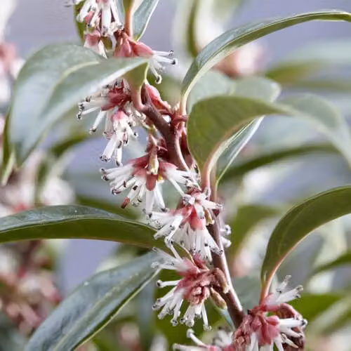 Thompson & Morgan Sarcococca hookeriana Winter Gem Fragrant Evergreen Sweet Box Ornamental Shrub, 3 Litre Potted Plant – 1