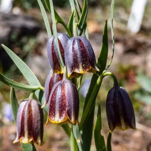 Thompson & Morgan Fritillaria crassifolia Rare Dwarf Alpine Bulbs with Green and Yellow Checkered Blooms, 40 Bulbs