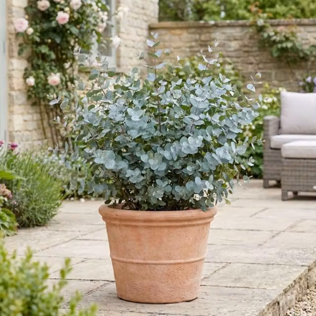 Plants by Post Eucalyptus Gunnii France Blue Tree with 7.5L Root Ball