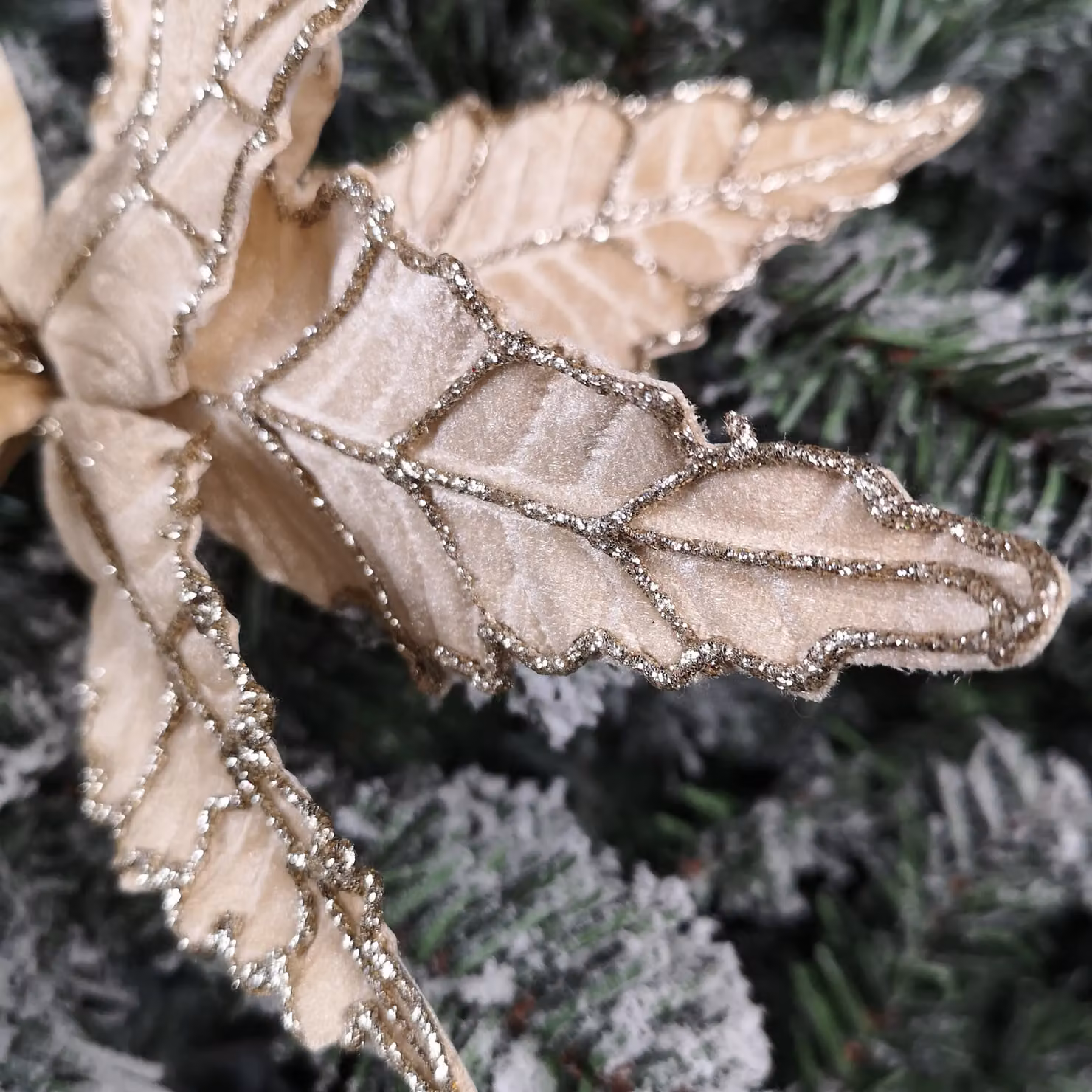 Samuel Alexander Champagne Velvet Poinsettia Stem with Glitter Christmas Decoration in Beige, 50 cm – 2