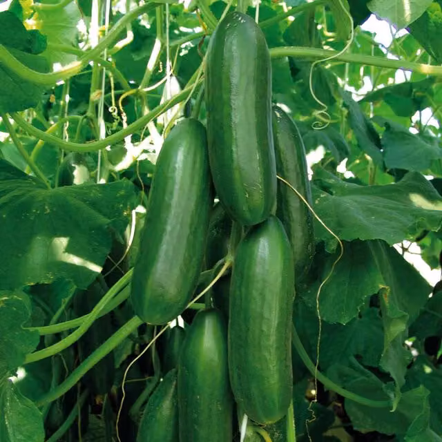 Marshalls Garden Calabrese Seeds Green Magic F1 Early-maturing High-yield Vegetable Seeds, Green