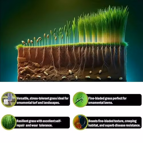 Pegdev Smart Lawn Grass Seed for Ornamental Gardens and Lawns, 100g – 4