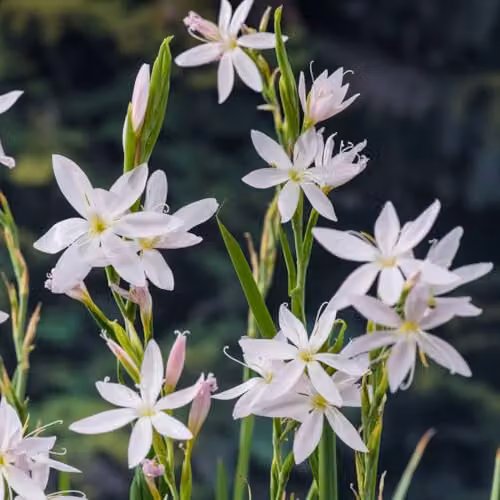 Thompson & Morgan Schizostylis coccinea Alba White Flag Lily, Potted Marginal Aquatic Plant in 9cm Pot – 2