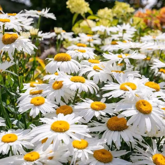 Marshalls Garden White Leucanthemum Madonna Perennial Ornamental Plant