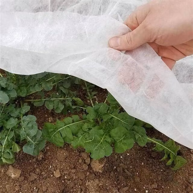 SupaGarden Plant Frost Protection Fleece, White, 8m x 1.5m