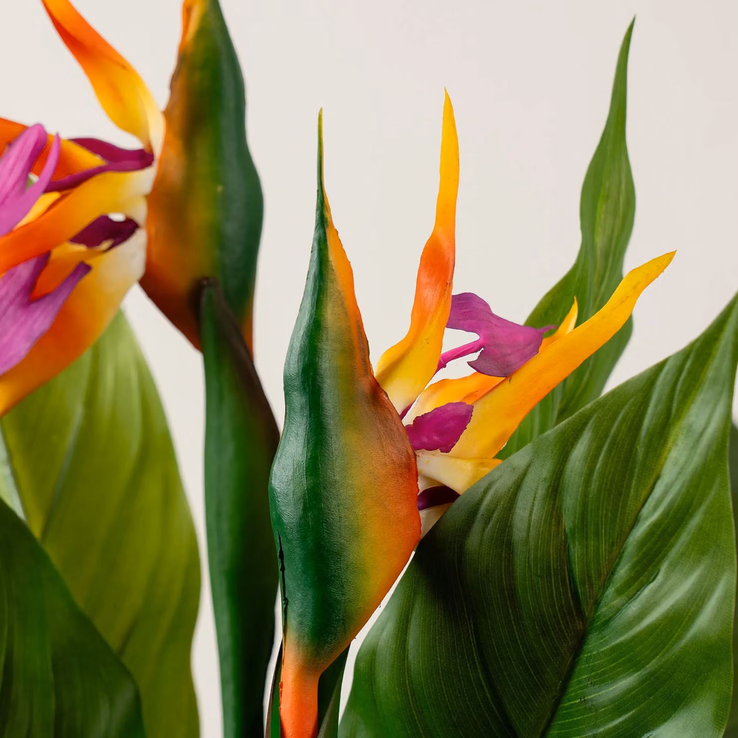 Scottish Everlastings Ltd Green Bird of Paradise Tabletop Tree, Height: 83 cm – 2