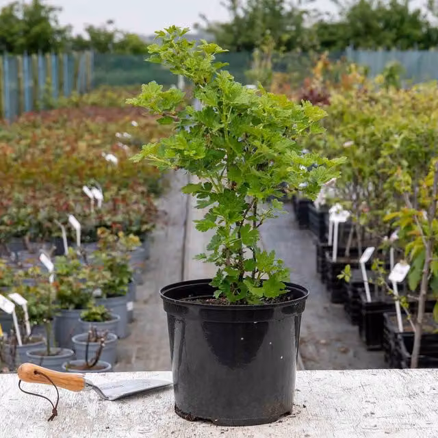 Marshalls Garden Gooseberry Xenia Red Perennial Fruit Bush