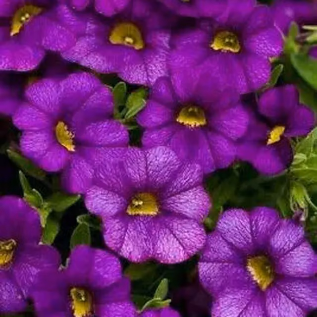 Plants by Post Calibrachoa Blue and Purple Trailing Bedding Plants, 3 x 9cm Pots