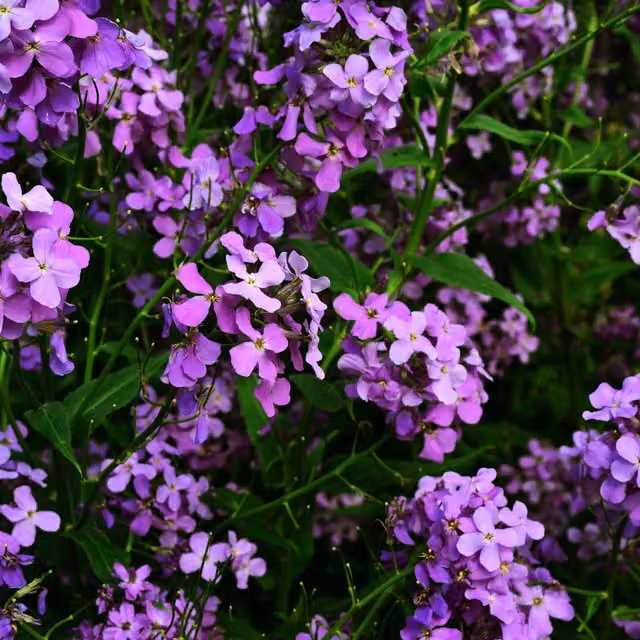 Plants By Post Erysimum Purple Bicolour Fragrant Bedding Plants in Pots