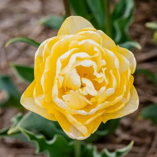 Thompson & Morgan Tulip Wedding Dream Double Ivory White and Yellow Peony-Style Bulbs, 8 Bulbs – 4