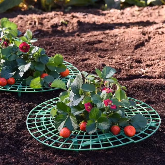 Thompson & Morgan Green Plastic Strawberry Support Frame for Vegetable Gardens, Pack of 10