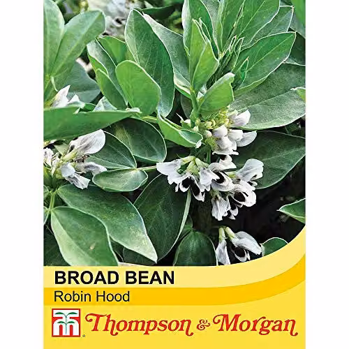 Thompson and Morgan Broad Bean Robin Hood Vegetable Seeds, 35 Seeds per Packet – 2