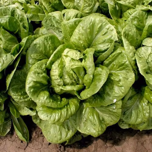 Thompson & Morgan Lettuce Globus Seeds, 130 Seeds per Packet – 1