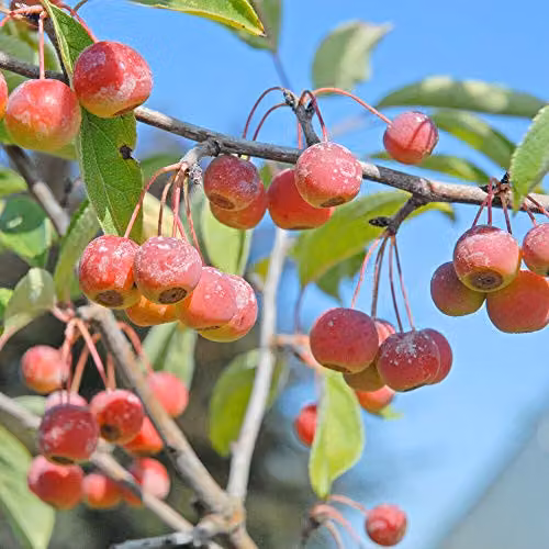 Thompson and Morgan Crab Apple Sugar TYME Malus Deciduous Hardy Tree with Fragrant White Blooms, 1 x 12 Litre Potted Plant