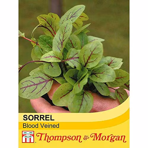 Thompson and Morgan Sorrel Blood Veined Hardy Perennial Herb Seeds, 250 Seeds – 2