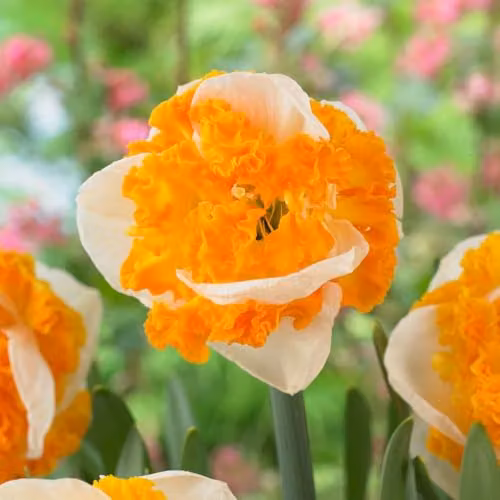 Thompson & Morgan Narcissus Swirl Daffodil Bulbs, 16 Bulbs, Creamy White and Orange Ruffled Flowers