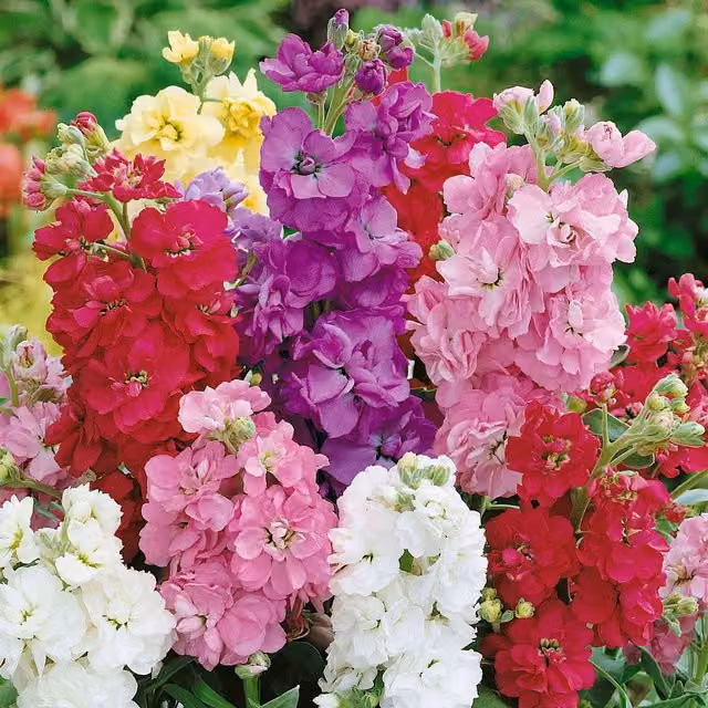 Unwins Brompton Spring Flowering Mix Multicolour Ornamental Flower Seeds