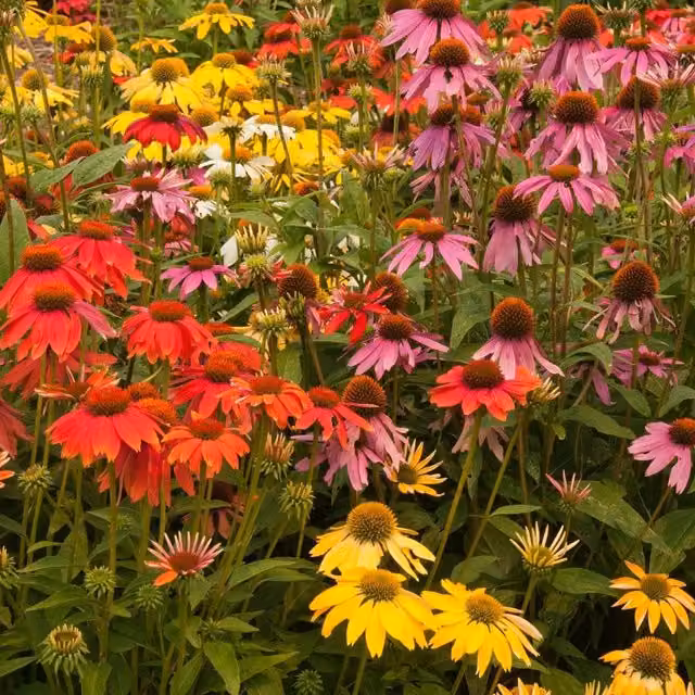 Thompson & Morgan Echinacea PowWow Mixed Colour Perennial Outdoor Garden Ready Plants