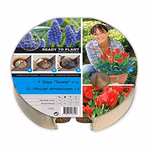 YouGarden Plant-o-Mat Tulip and Muscari Planting Kit with 19 Bulbs in Purple, Blue and Multicolour – 1