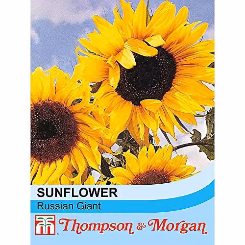 Thompson and Morgan Sunflower Russian Giant Seeds, 25 Seeds per Packet – 2