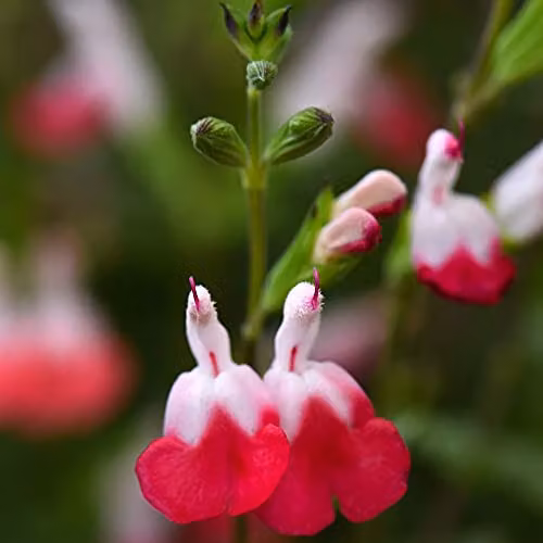 Thompson and Morgan Salvia Lips Collection Hardy Perennial Flowering Garden Plants, 3x Jumbo Plug Plants in Purple, Red and Pink – 2