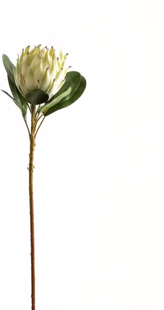 KDMK Large Protea Sophisticated Floral Organic White