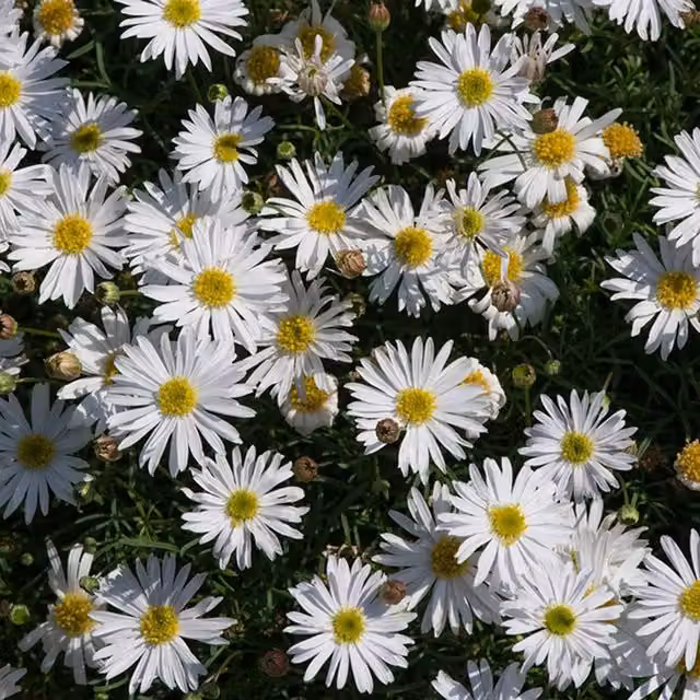 Plant Theory Set of 3 White Brachyscome Multifida Surdaisy Bedding Plants in 9cm Pots