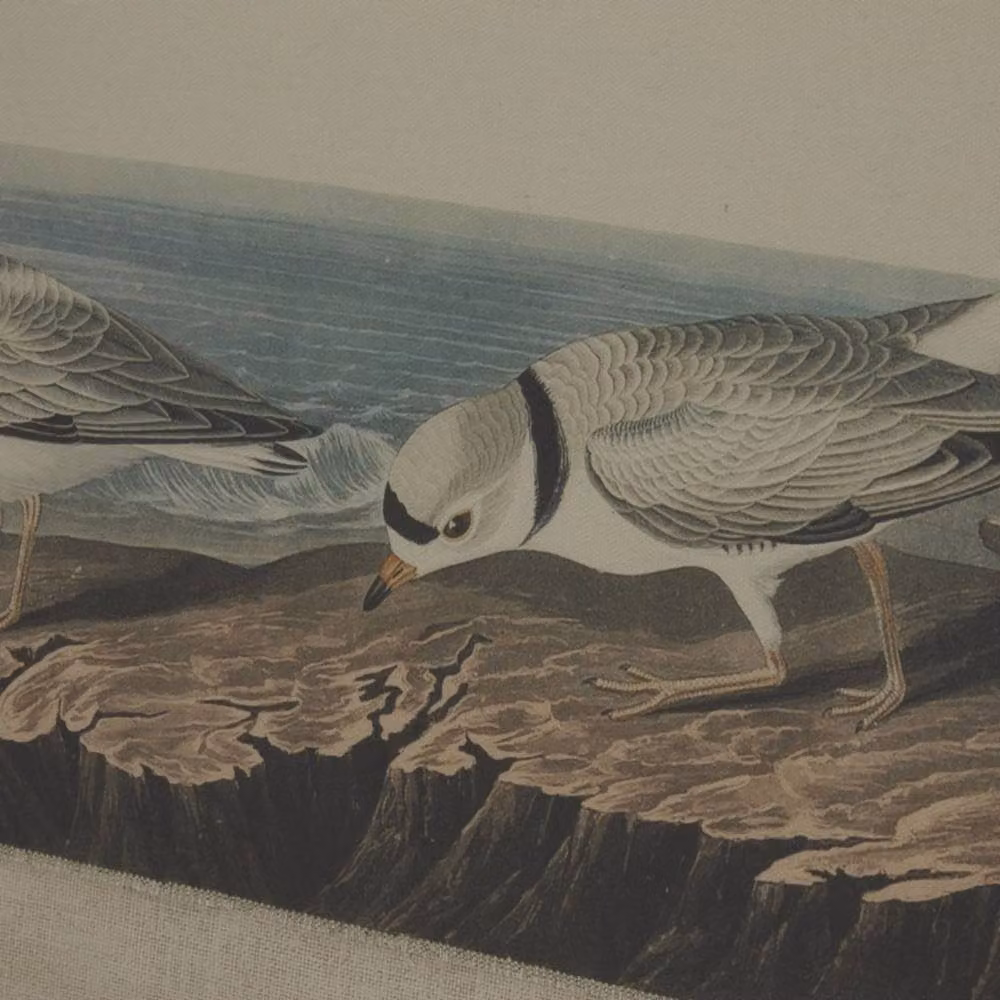 Hill Interiors Flora & Fauna Collection Plovers Beaded Linen Framed Wall Art in Brown and Multicolour – 2