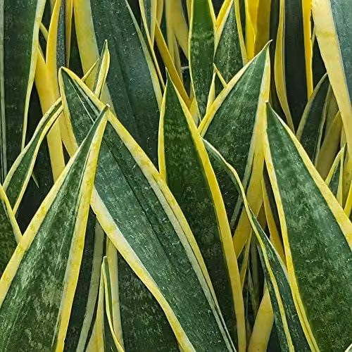 Thompson and Morgan Sansevieria Trifasciata Var. Laurentii Indoor Houseplant, Potted, 19 cm – 3