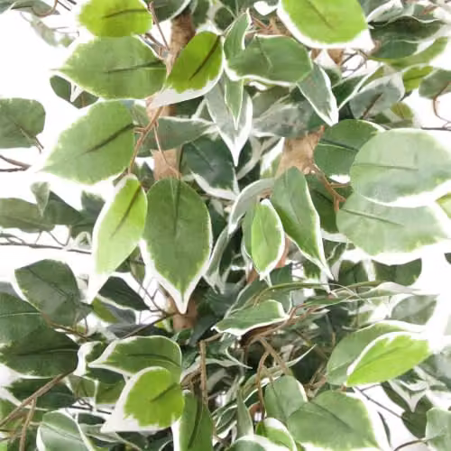 Leaf Design UK Variegated White and Green Bushy Ficus Artificial Tree, Height: 130 cm – 2