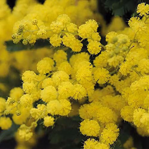 Thompson and Morgan Acacia Mimosa Dealbata Hardy Perennial Garden Plant, 2 x 9cm Pots – 3