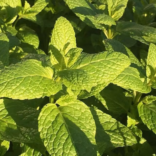 Primrose Mentha Spicata Spearmint Garden Mint Bedding Plant in 9cm Pot, Green and Purple