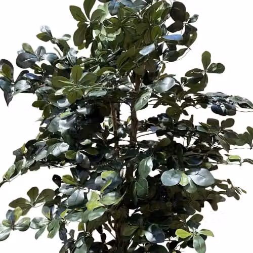 LeafUK Green Fire Resistant Artificial Olive Tree, Height: 180 cm – 2
