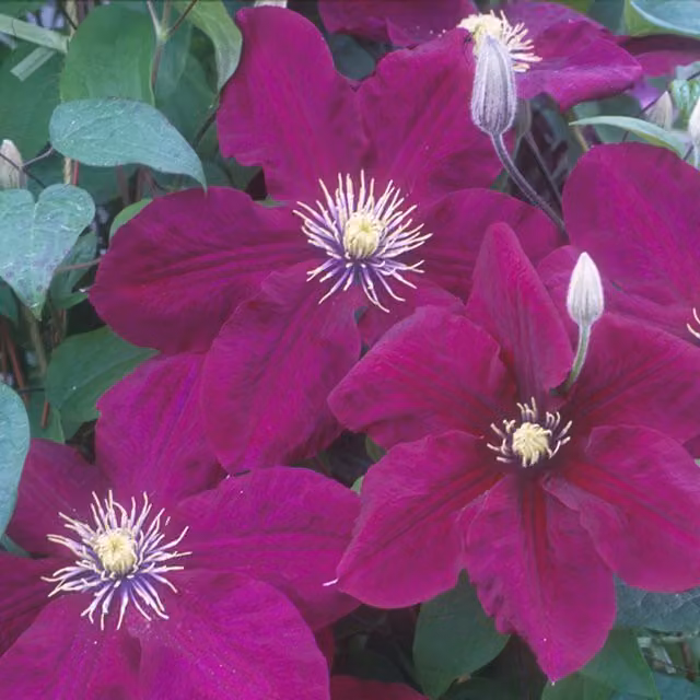 Plants By Post Clematis Rosemoor Evipo002 Pink Perennial Climber