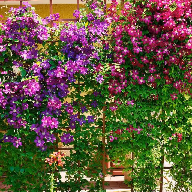 Direct Plants 12 Mixed Purple Flowering Clematis Climbing Plants in 3L Pots