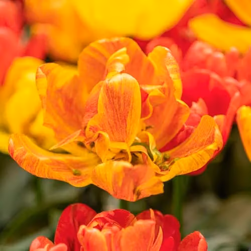 Thompson & Morgan Tulip Baby Blend Compact Early Flowering Bulbs, Multicolour Orange, Red and Yellow, 16 Bulbs – 5