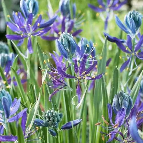 YouGarden Camassia Quamash Bulbs, 50 x Blue and Multicolour Spring Flowers, Size 6+ – 2