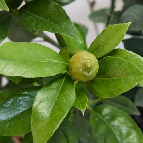 Thompson and Morgan Limequat Citrus Fruit Plant with Glossy Foliage and Scented Flowers, 2.5 Litre Pot – 2