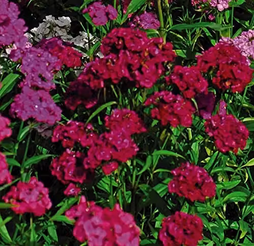 Thompson and Morgan Sweet William Mixed Colour Hardy Perennial Plug Plants, 6 Pack – 3